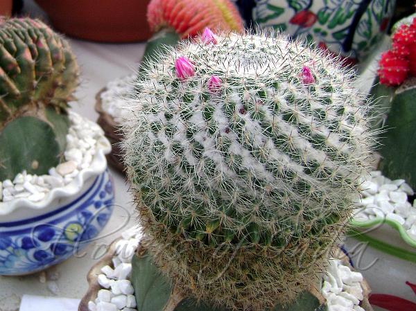 Pretty Nipple Cactus